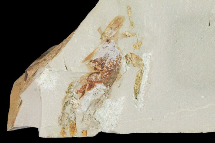 Miocene Pea Crab (Pinnixa) Fossil - California #141598